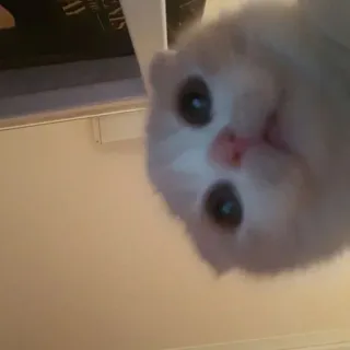 ✌ 106ce5d9 kätzchen, katze, haustier, tier, süß, hauskatze telegram sticker