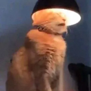 😾 1717fee0 Katze, Tier, Licht, Lustig, Haustier, Orange telegram sticker