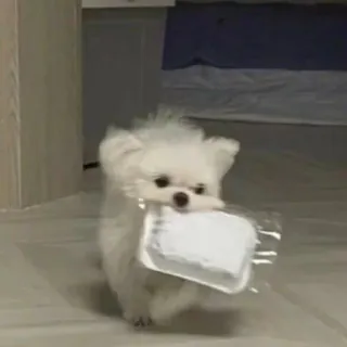 🤕 1934f396 Hund, Haustier, Tier, Malteser, süß, Essen, Lieferung telegram sticker