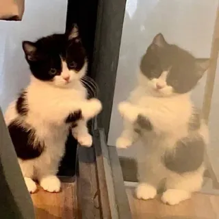 😺 1a594a44 Katze, Kätzchen, Tier, Spiegelung, Fenster, Haustier telegram sticker