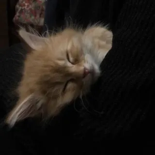 💓 27682202 Katze, Kätzchen, schlafend, süß, Haustier, Tier, häuslich telegram sticker