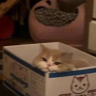 😕 35de7a4e Katze, Karton, süß, Tier, Haustier, Kätzchen, Katzenartig telegram sticker