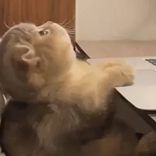 😿 461f332a Katze, Laptop, lustig, Tier, süß telegram sticker