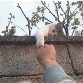 🙏 4cfa2c54 Katze, Hand, Freundschaft, Haustier, Tier telegram sticker