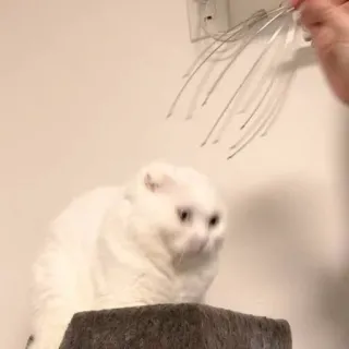 😶 5125da52 Katze, Haustier, Tier, Massage, Hauskatze, Scottish Fold, Weiße Katze telegram sticker