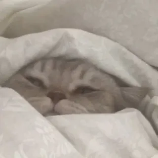 🤓 6a74efde Katze, schlafend, Decke, süß, Tier, Haustier, zugedeckt, gemütlich telegram sticker