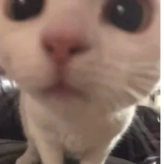 😽 7ddafe39 Katze, weiße Katze, Tier, Haustier, Nahaufnahme, süß telegram sticker