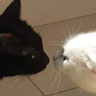 👨‍❤️‍💋‍👨 7fc89436 Katze, schwarze Katze, weiße Katze, Haustiere, Tiere, Freundschaft, Katzen telegram sticker