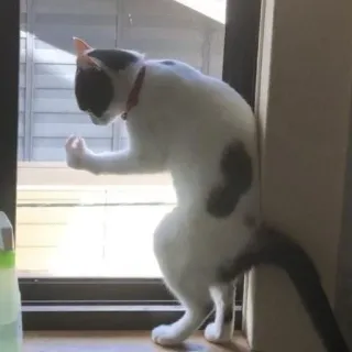 🐈 8d2d9684 Katze, Tier, Stinkefinger, Geste, beleidigend, Meme telegram sticker