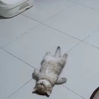 😿 911a8810 Katze, Haustier, Tier, schlafend, lustig, süß telegram sticker