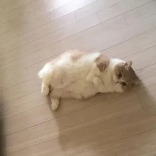 😺 950ff165 Katze, Tier, Haustier, süß, Hauskatze, fell telegram sticker