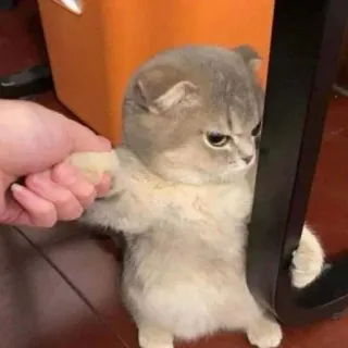 🐈 952c83b0 Katze, Kätzchen, Tier, süß, Haustier telegram sticker