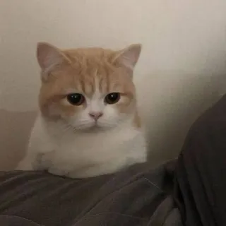 🙂 976c9440 Katze, Haustier, Tier, Hauskatze, süß telegram sticker