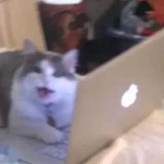 🧟‍♂ 97a4d1ec Katze, Laptop, Tier, Haustier, lustig, Internet telegram sticker