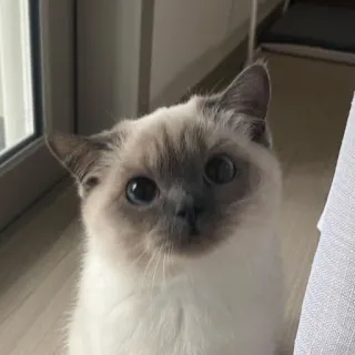 😼 9ac287a4 Katze, Haustier, Tier, süß, Kätzchen, Haustier telegram sticker