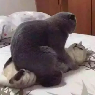 🤫 9c5c1a33 Katze, Katzen, Tiere, Haustiere, lustig, süß telegram sticker