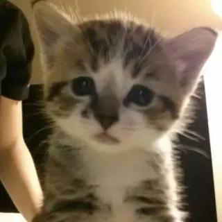 😾 9ca9c51b Kätzchen, Katze, süß, Haustier, Tier, Katzenartig telegram sticker