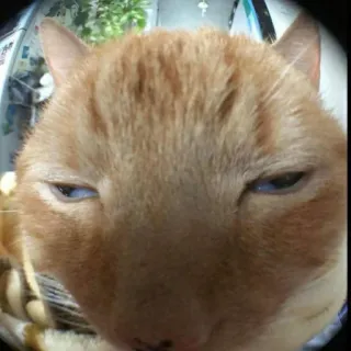 ♿ a8336a57 Katze, lustig, orange, Haustier, Tier, häuslich telegram sticker