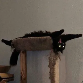 🤠 bb070e6b Katze, schwarze Katze, Kratzbaum, Tier, Haustier, Haustier, lustig, platte Katze telegram sticker