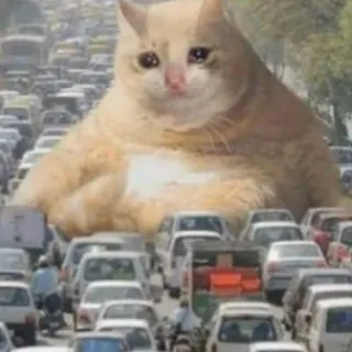 😿 bf11e152 Katze, Verkehr, Meme, Lustig, Traurige Katze, Fahrzeuge telegram sticker