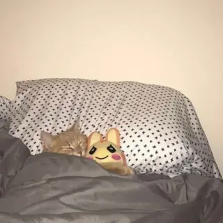 😴 ca6aa1d9 Katze, schlafend, Plüsch, süß, Tier, Haustier telegram sticker