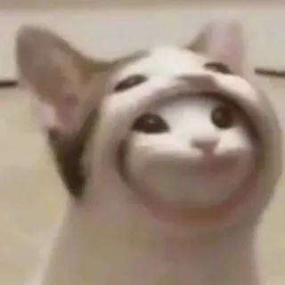 🐈 cd234eb6 Katze, Meme, lustig, Tier, Popcat telegram sticker