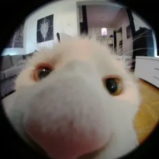 ♿ d0719879 telegram sticker