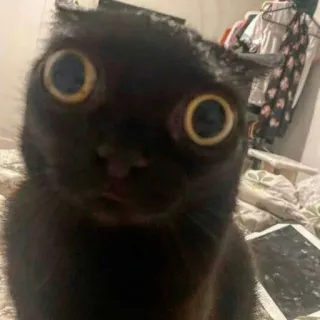 🧕 f907b4f0 Katze, schwarze Katze, lustige Katze, Tier, Haustier telegram sticker