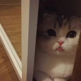 😝 fbacadde Katze, Haustier, Tier, süß, Scottish Fold, Blep telegram sticker