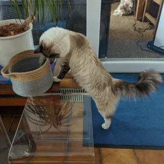 🧐 0171fa2b 猫, 动物, 宠物, 家猫, 家畜 telegram sticker