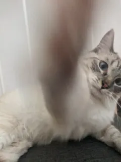 ✊ 0d3a5456 猫, 宠物, 动物, 家养, 猫科动物, 家猫 telegram sticker