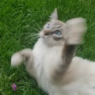 🤛 1734b027 猫, 动物, 宠物, 草, 蓝眼睛, 家畜 telegram sticker