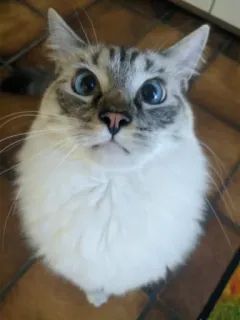 😺 2ce36bdf 猫, 动物, 宠物, 可爱, 家畜, 蓝眼睛, 白猫 telegram sticker