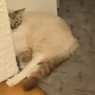 🥱 37cb079a 猫, 家猫, 哺乳动物, 动物, 宠物, 休息 telegram sticker