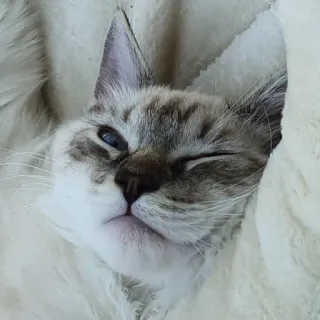 😜 39d42caf 猫, 动物, 宠物, 可爱, 家畜 telegram sticker