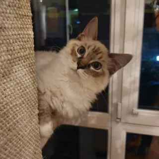 👋 509eddcb 猫, 宠物, 动物, 可爱, 家猫, 猫 telegram sticker