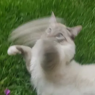 👊 59cc0e5d 猫, 动物, 草, 可爱, 宠物 telegram sticker
