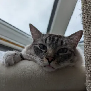 ✌️ 5e35b4cd 猫, 宠物, 动物, 猫科动物, 哺乳动物, 家畜 telegram sticker