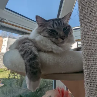 😼 5e59d27b 猫, 宠物, 动物, 家养, 猫科动物, 哺乳动物, 家猫 telegram sticker