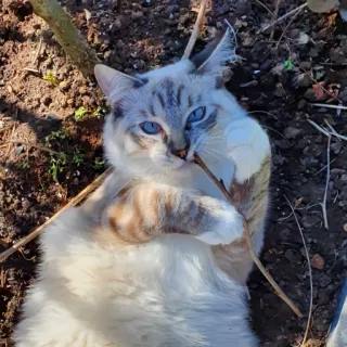 😎 653b6180 猫, 动物, 宠物, 棍子, 蓝眼睛, 可爱 telegram sticker