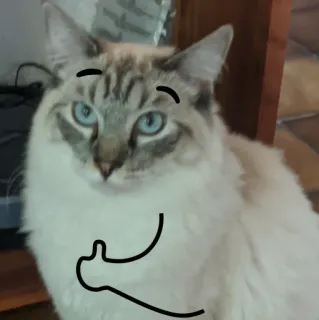 😸 735b1ef3 猫, 动物, 可爱, 宠物, 家猫 telegram sticker