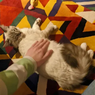 ✌️ 7656f519 猫, 宠物, 动物, 家养, 手, 舒适, 毛 telegram sticker