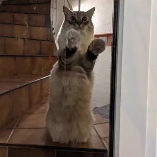 👐 97b9fc48 猫, 动物, 可爱, 宠物, 小猫, 家畜 telegram sticker