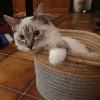 🥺 be1853ca 猫, 小猫, 宠物, 动物, 篮子, 可爱, 家猫 telegram sticker
