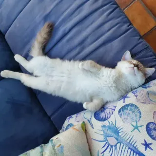 💤 c1691a0c 猫, 睡觉, 小猫, 放松, 可爱, 宠物, 猫科动物, 动物 telegram sticker