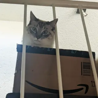 📦 d186d4b8 猫, 宠物, 盒子, 动物, 猫科动物, 家养动物 telegram sticker