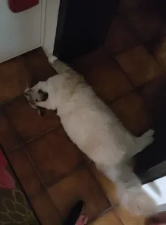 🛑 de41c05e 猫, 动物, 宠物, 家畜, 懒惰, 躺, 地板 telegram sticker