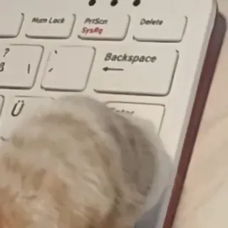 💻 f2f3275a telegram sticker