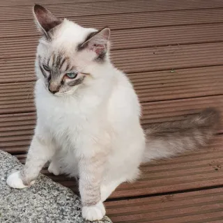 😡 f5fc78b2 猫, 小猫, 白猫, 宠物, 动物, 家畜 telegram sticker