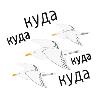 👉 0ed91a4b куда seagull, birds, flying, russian whatsapp sticker